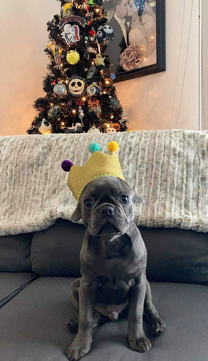 Louie Blu is registered to the contest to win money with this photo: bulldog, carnivore, christmas_decoration, christmas_ornament, christmas_tree, companion_dog, couch, dog, dog_breed, event, fawn, holiday, holiday_ornament, living_room, ornament, picture_frame, plant, toy_dog, tree, working_animal