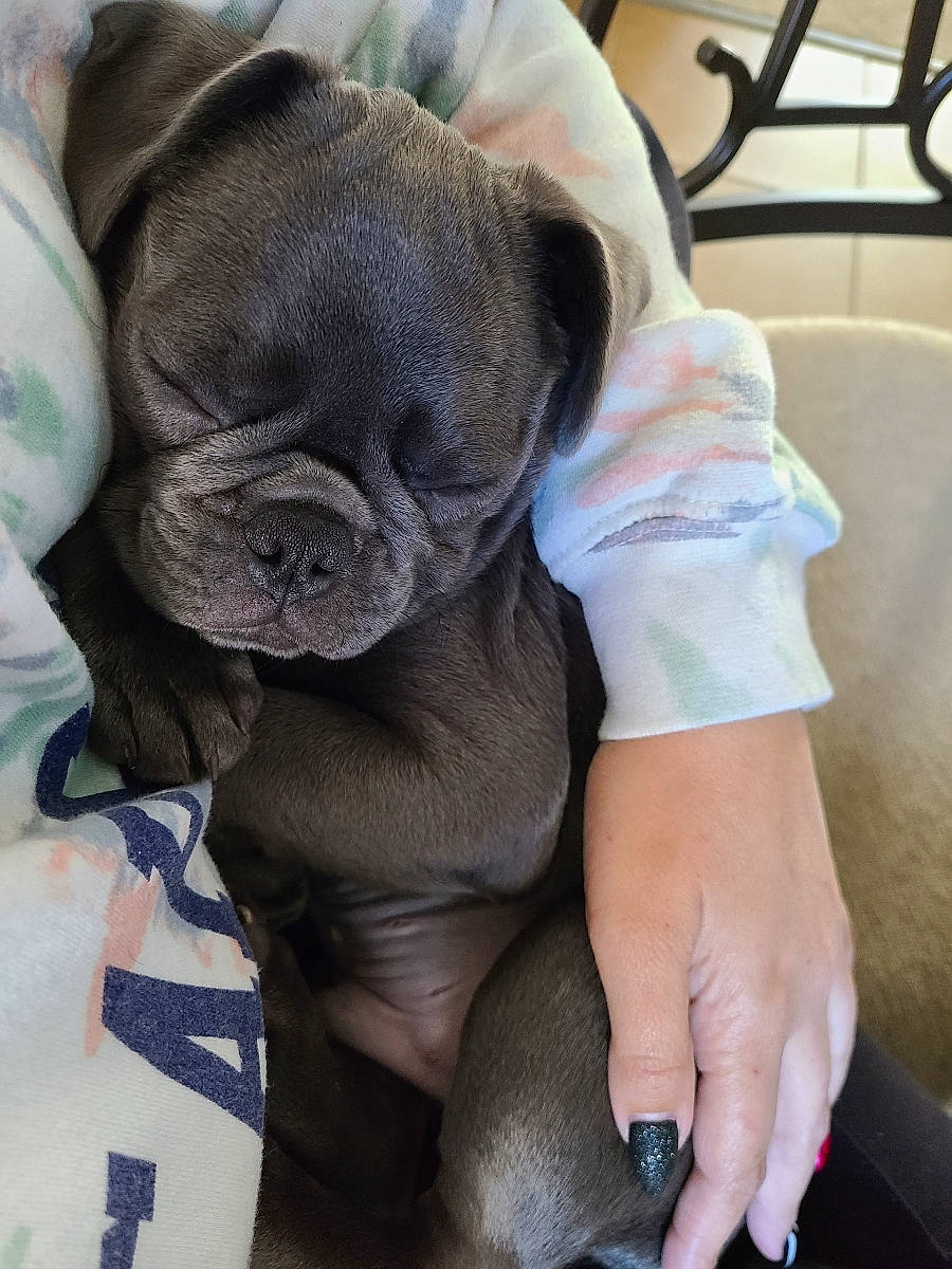 Louie Blu is registered to the contest to win money with this photo: barefoot, carnivore, comfort, companion_dog, dog, dog_breed, electric_blue, fawn, foot, gesture, human_leg, knee, nail, snout, thigh, thumb, toy_dog, working_animal, wrinkle, wrist