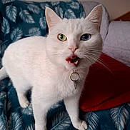 Suki a rejoint le concours — aidez-le/la à gagner de superbes lots ! cat, white_cat, heterochromia, green_eye, blue_eye, pet, collar, indoor, blanket, leaf_pattern, red_pillow, fur, animal, cute, curious, portrait, whiskers, mouth_open, domestic_cat, feline