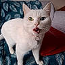 cat, white_cat, heterochromia, green_eye, blue_eye, pet, collar, indoor, blanket, leaf_pattern, red_pillow, fur, animal, cute, curious, portrait, whiskers, mouth_open, domestic_cat, feline