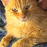 cat, orange_cat, fluffy, long_hair, feline, pet, animal, whiskers, ears, eyes, nose, paws, lying_down, relaxed, indoor, blanket, blue, patterned, close_up, portrait