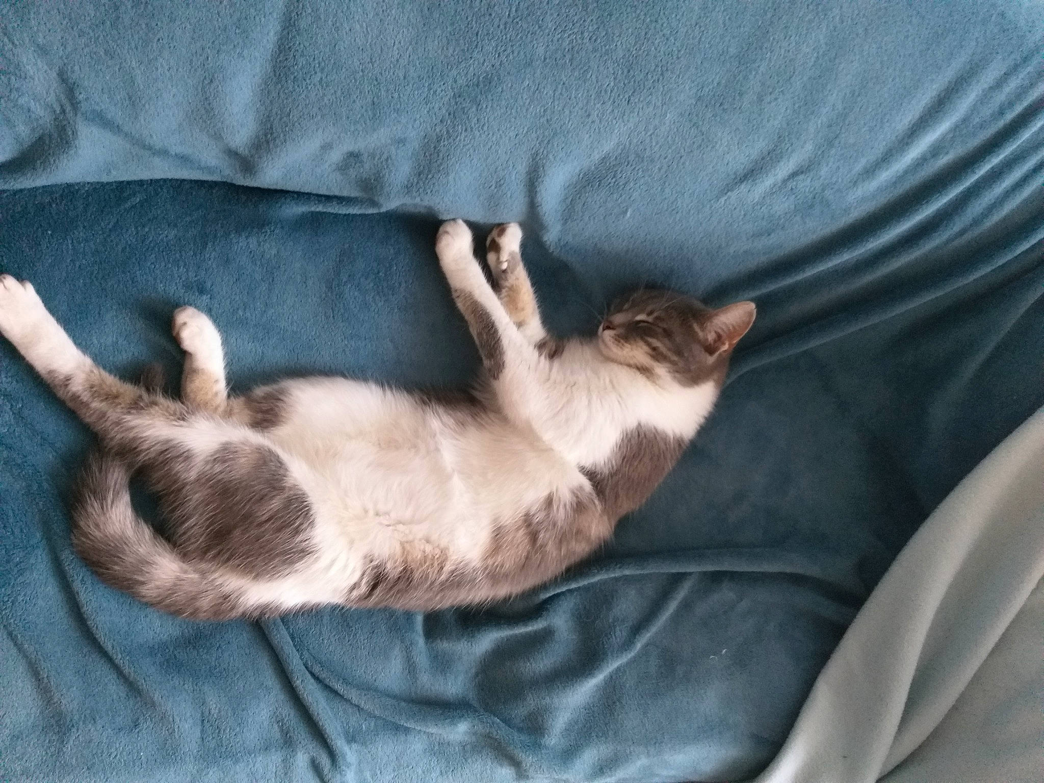 Callie participe au concours pour gagner de l'argent avec cette photo : balinese, canidae, carnivore, cat, claw, comfort, dog_breed, domestic_short_haired_cat, fawn, felidae, fur, linens, nap, paw, siamese, small_to_medium_sized_cats, tail, thai, vertebrate, whiskers