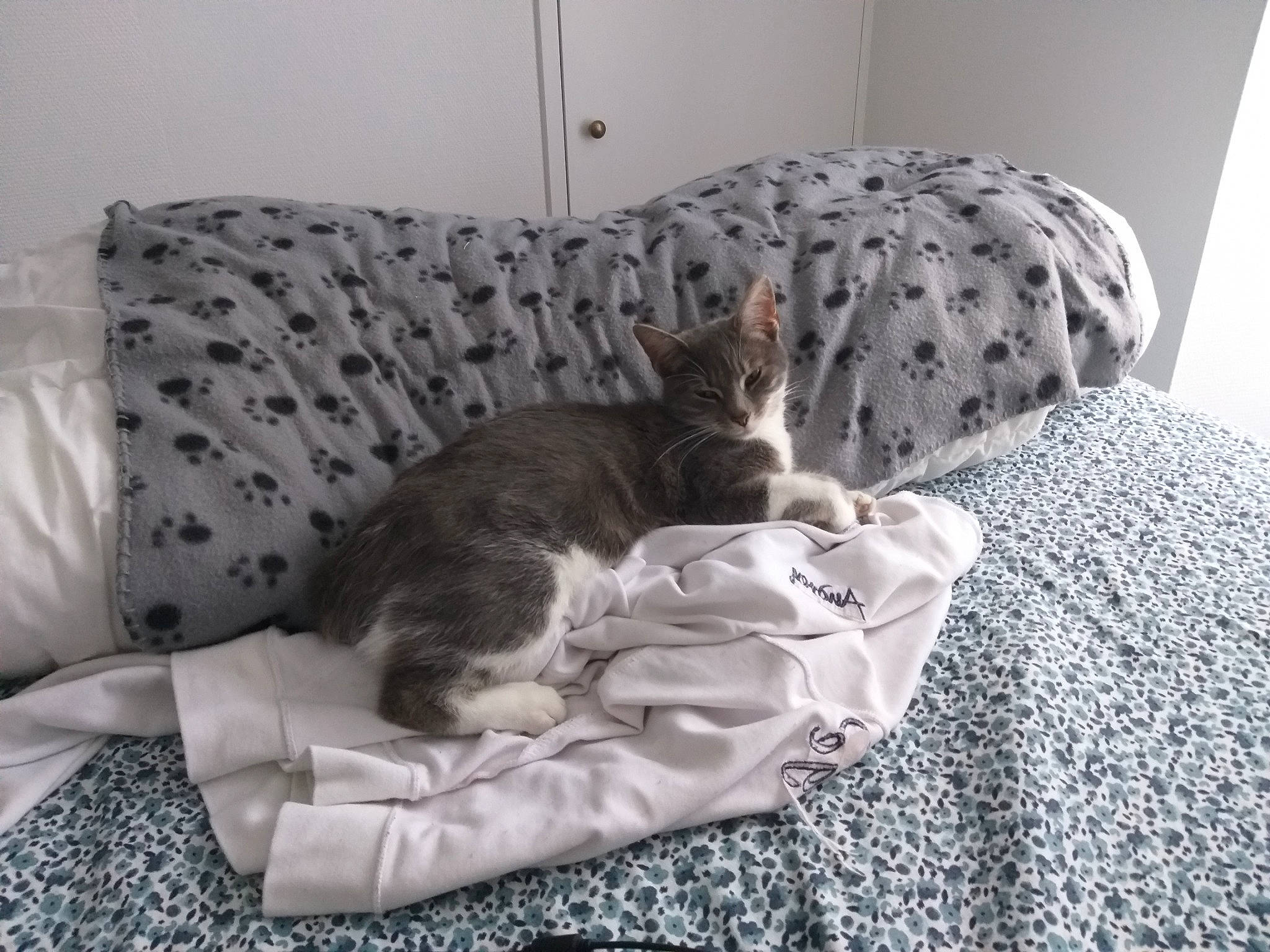 Callie participe au concours pour gagner de l'argent avec cette photo : bed, bedding, carnivore, cat, comfort, companion_dog, couch, felidae, flooring, furniture, grey, hardwood, interior_design, linens, living_room, small_to_medium_sized_cats, studio_couch, tail, textile, whiskers
