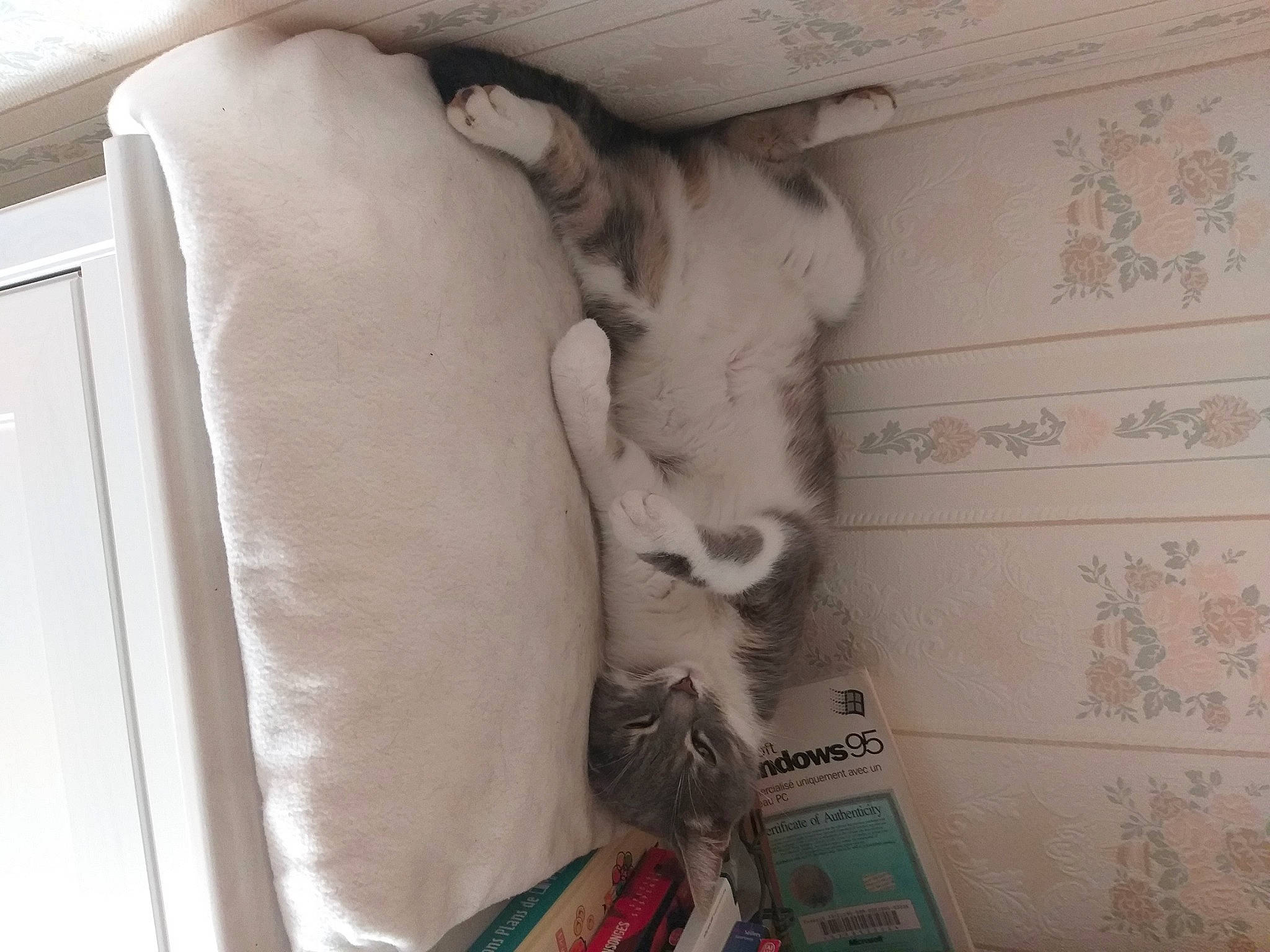 Callie a rejoint le concours — aidez-le/la à gagner de superbes lots ! art, artifact, building, classical_sculpture, comfort, felidae, flooring, font, fur, linens, molding, monochrome, paper, plaster, room, sculpture, small_to_medium_sized_cats, statue, visual_arts, wood