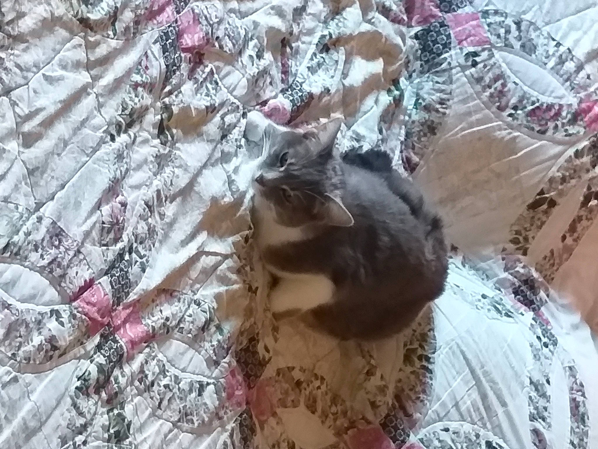 Callie a rejoint le concours — aidez-le/la à gagner de superbes lots ! carnivore, cat, domestic_short_haired_cat, fawn, felidae, fur, grass, grey, linens, mammal, pattern, plant, plastic_bag, small_to_medium_sized_cats, tail, tree, twig, vertebrate, whiskers, wood