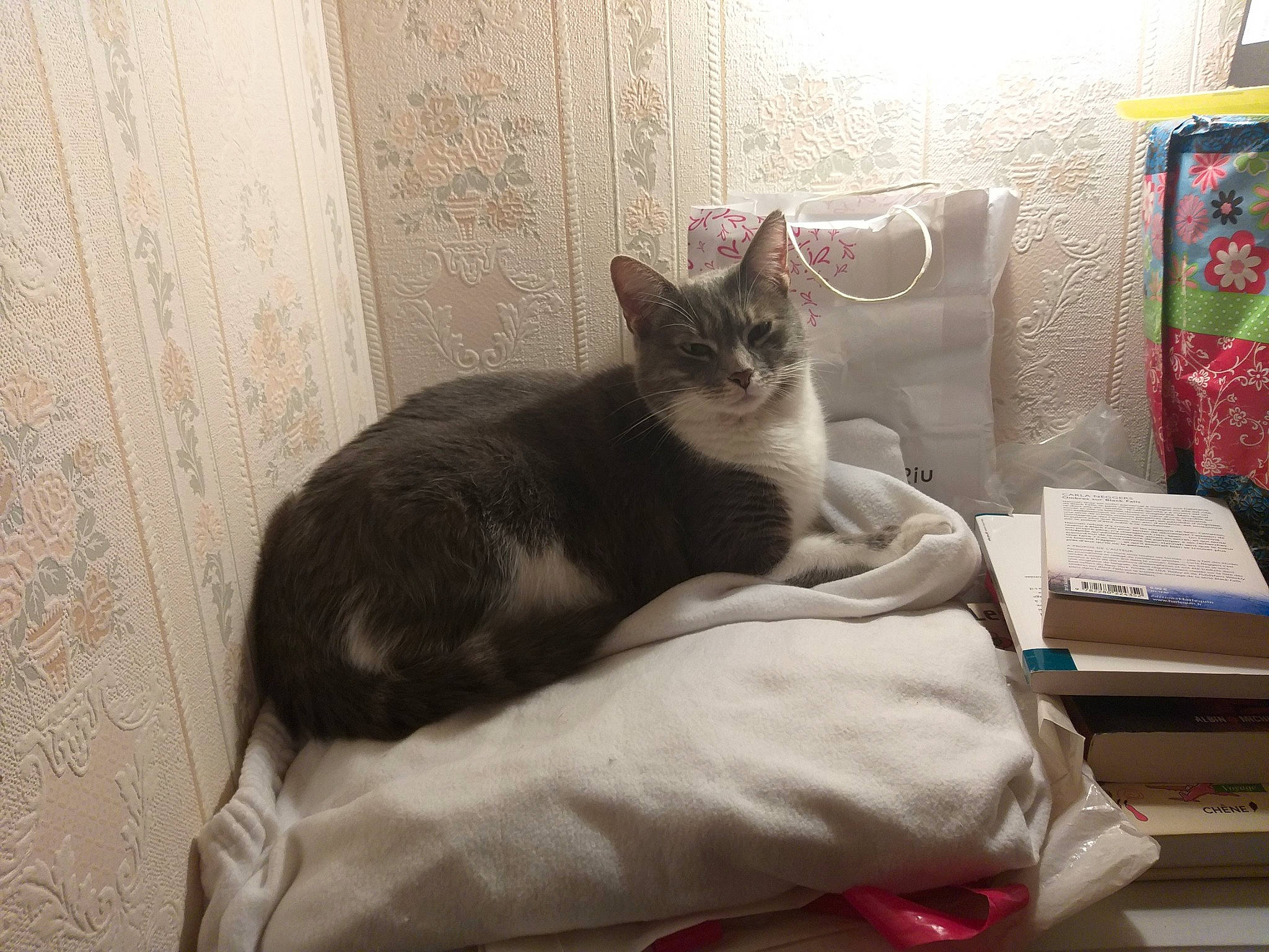 Callie a rejoint le concours — aidez-le/la à gagner de superbes lots ! carnivore, cat, comfort, curtain, domestic_short_haired_cat, fawn, felidae, fur, grey, linens, paw, pet_supply, room, sitting, small_to_medium_sized_cats, snout, tail, terrestrial_animal, whiskers, wood