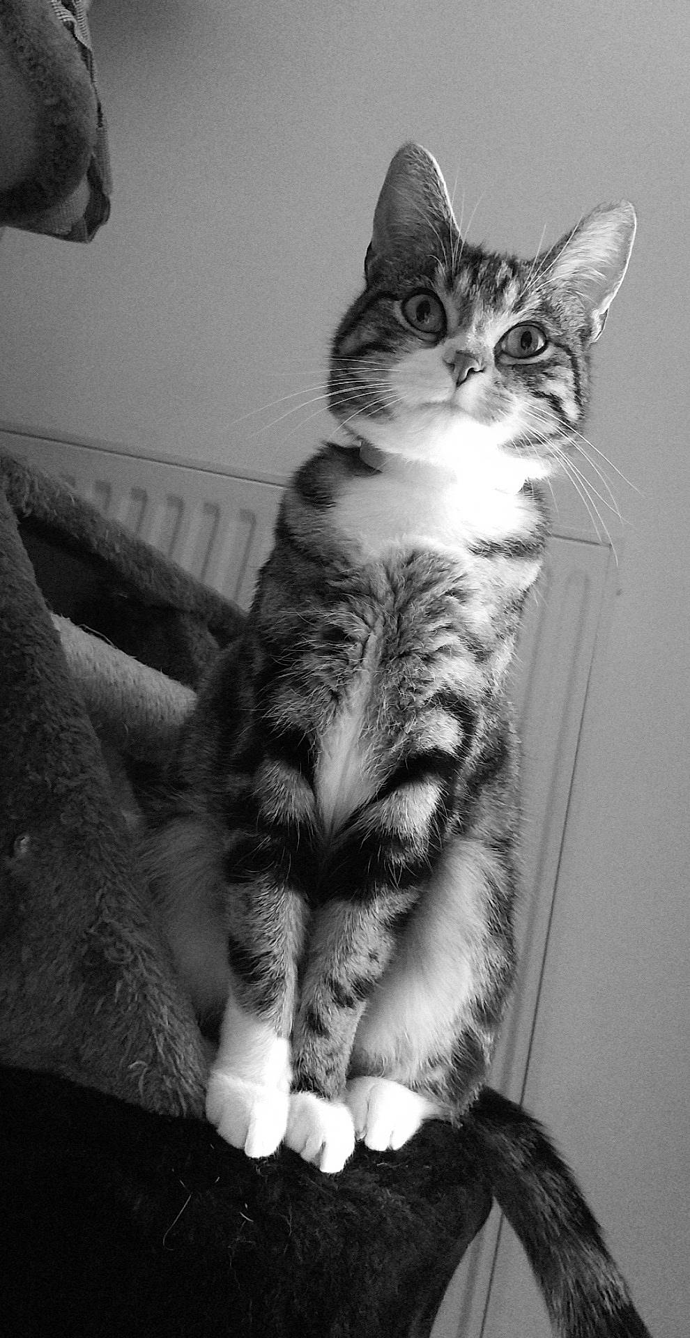 Ohanna participe au concours pour gagner de l'argent avec cette photo : aegean_cat, american_wirehair, asian, black_and_white, carnivore, cat, domestic_short_haired_cat, dragon_li, european_shorthair, eye, felidae, kitten, mammal, monochrome, paw, photography, sitting, small_to_medium_sized_cats, tabby_cat, whiskers