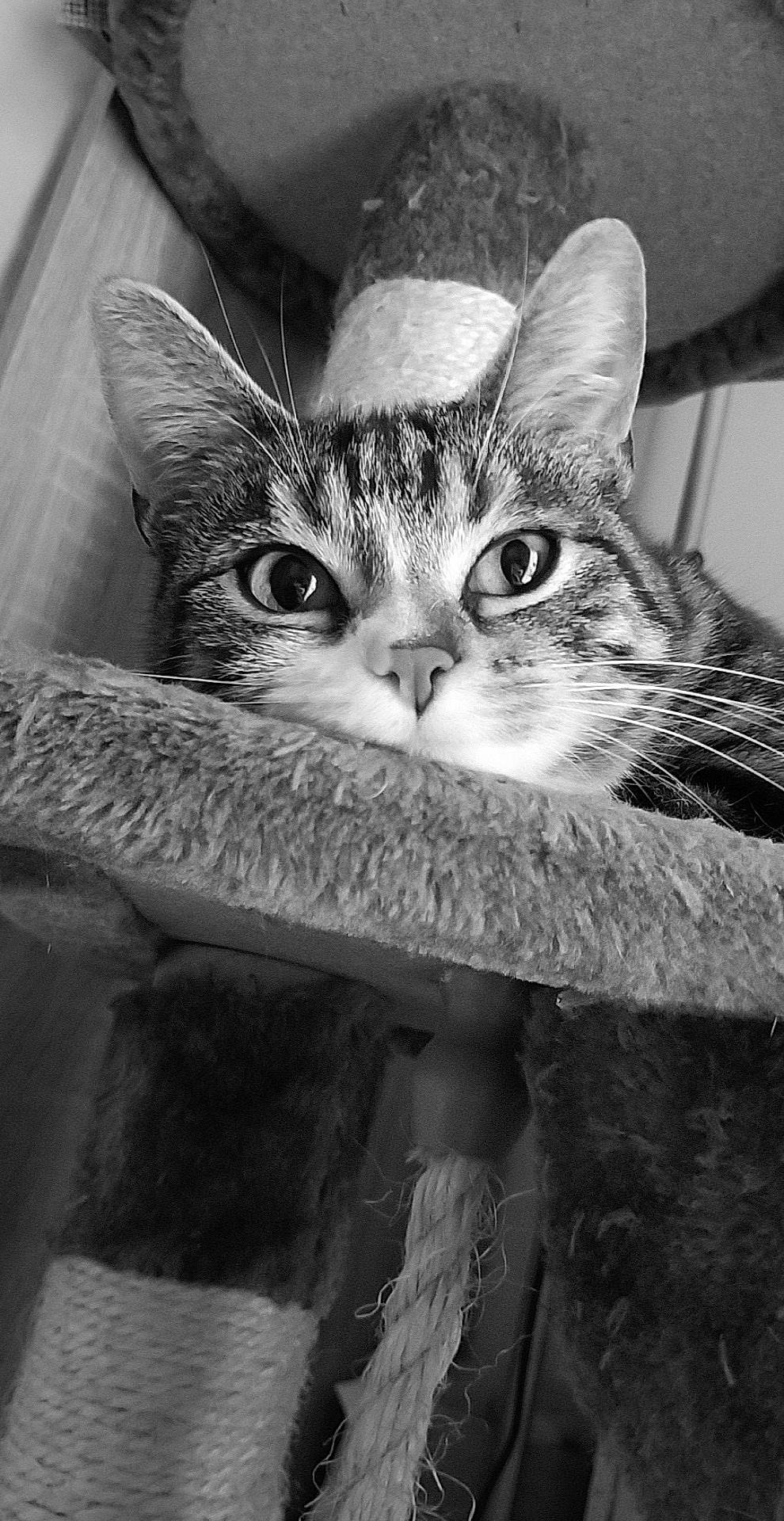 Ohanna a rejoint le concours — aidez-le/la à gagner de superbes lots ! aegean_cat, asian, black_and_white, carnivore, cat, domestic_short_haired_cat, dragon_li, ear, european_shorthair, eye, felidae, kitten, monochrome, monochrome_photography, photography, small_to_medium_sized_cats, snout, style, tabby_cat, whiskers