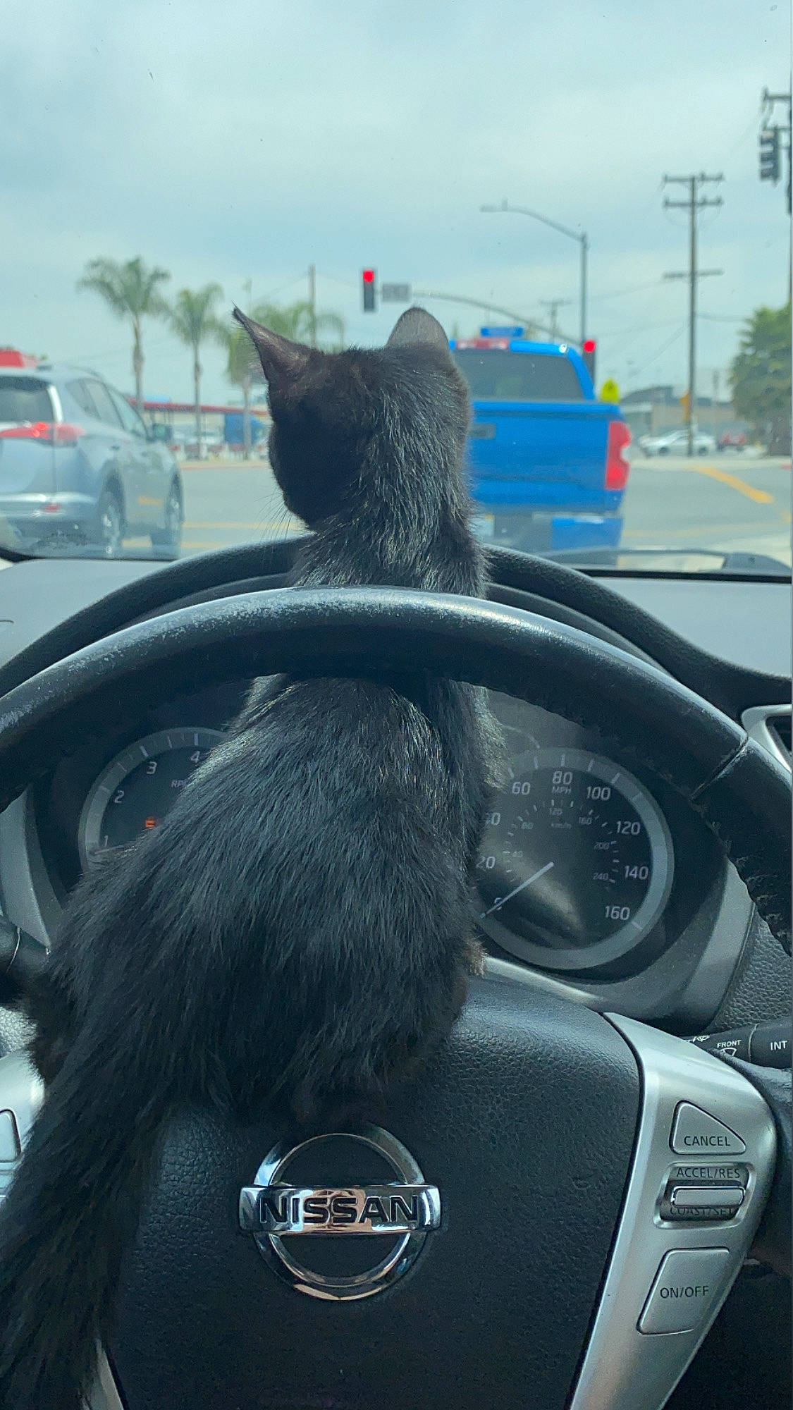 Guillermo is registered to the contest to win money with this photo: automotive_design, automotive_mirror, carnivore, cat, felidae, gauge, glass, logo, mode_of_transport, motor_vehicle, small_to_medium_sized_cats, snout, speedometer, steering_part, steering_wheel, symbol, vehicle_door, vertebrate, whiskers, windshield