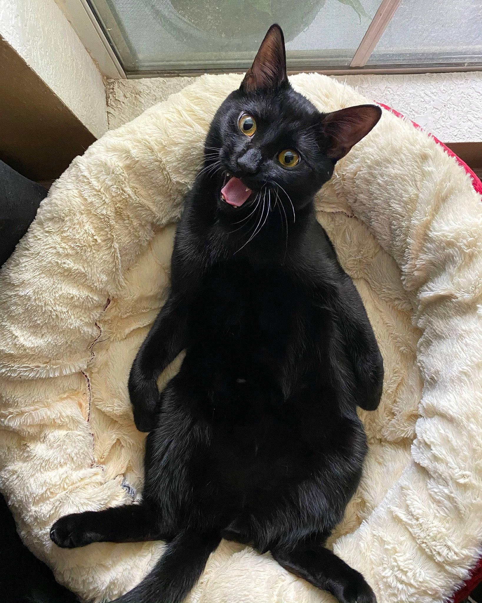 Guillermo is registered to the contest to win money with this photo: black, black_cat, bombay, carnivore, cat, comfort, facial_expression, felidae, fur, mammal, organism, sitting, small_to_medium_sized_cats, snout, tail, terrestrial_animal, tongue, tooth, vertebrate, whiskers