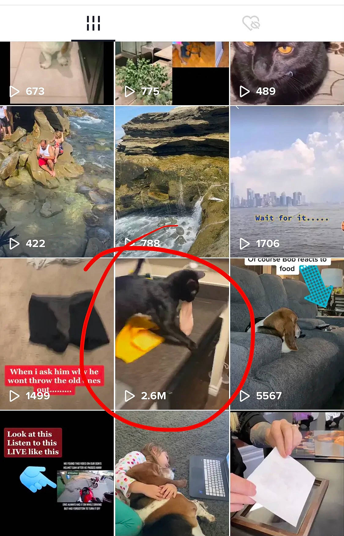 Guillermo joined the competition — help win amazing prizes! adaptation, black_cat, carnivore, collage, dog_breed, fedora, organism, photo_caption, screenshot, small_to_medium_sized_cats, sun_hat, vertebrate, wildlife