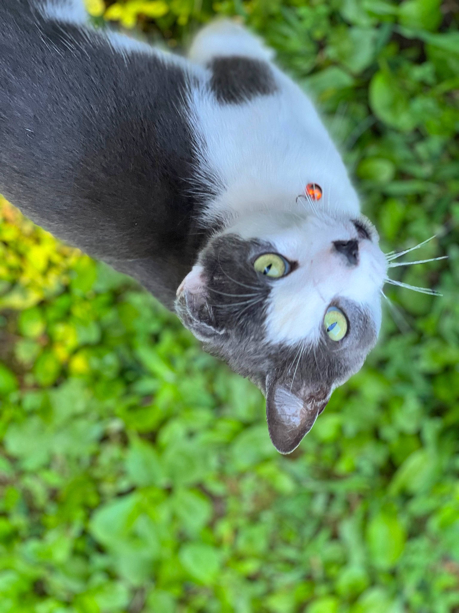 Harper is registered to the contest to win money with this photo: ball, canidae, carnivore, cat, dog_breed, domestic_short_haired_cat, felidae, fur, grass, groundcover, herb, paw, plant, small_to_medium_sized_cats, snout, tail, terrestrial_animal, tree, whiskers, wildlife