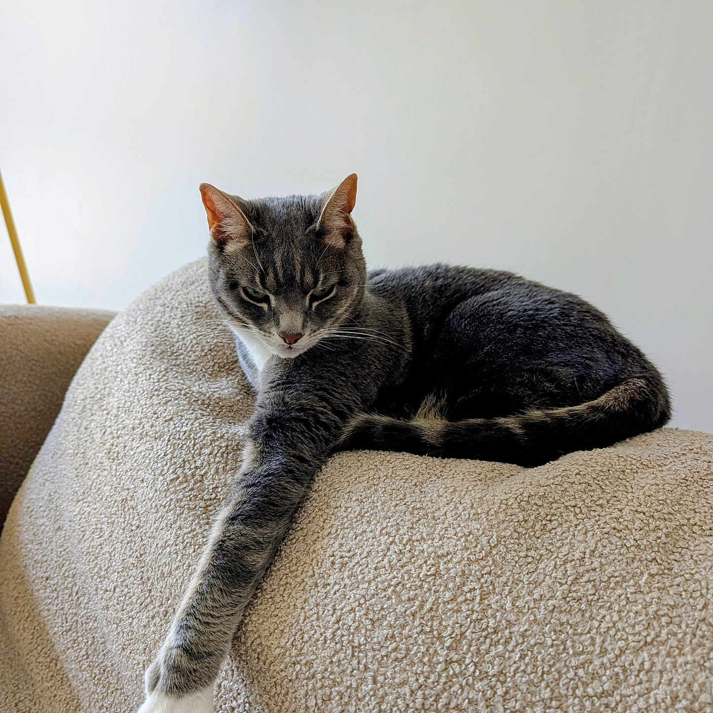 Miko a rejoint le concours — aidez-le/la à gagner de superbes lots ! cat, gray_cat, white_paw, stretching, couch, beige, furniture, indoor, pet, relaxed, animal, fur, whiskers, paw, claws, resting, cute, domestic_cat, minimalistic, soft_light