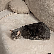 Miko a rejoint le concours — aidez-le/la à gagner de superbes lots ! cat, gray_tabby, sleeping, couch, beige, indoor, pet, feline, resting, cozy, fur, home, relaxation, soft, comfort, animal, living_room, pillows, quiet, domestic