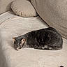 cat, gray_tabby, sleeping, couch, beige, indoor, pet, feline, resting, cozy, fur, home, relaxation, soft, comfort, animal, living_room, pillows, quiet, domestic