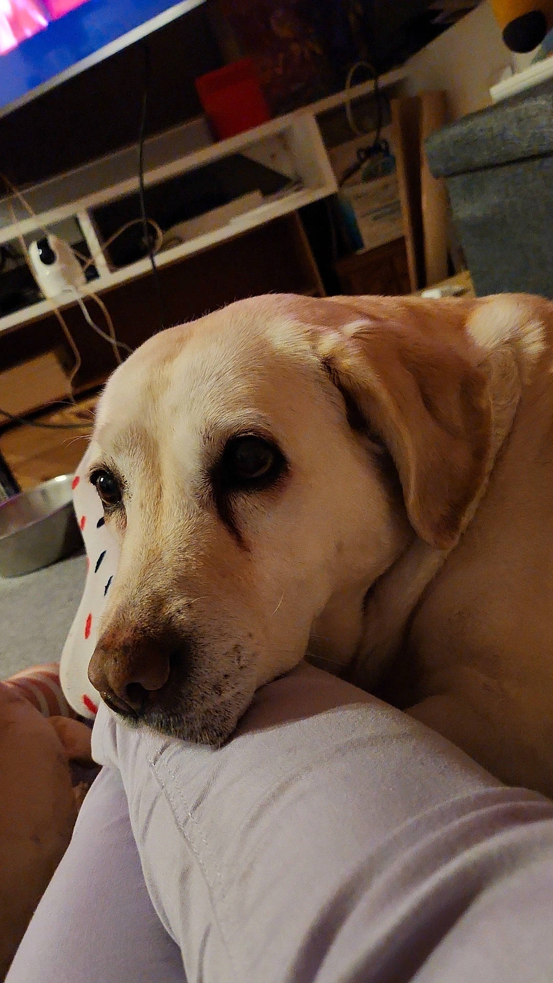 Guimauve participe au concours pour gagner de l'argent avec cette photo : canidae, carnivore, chair, comfort, companion_dog, dog, dog_breed, ear, fawn, fur, guard_dog, labrador_retriever, nap, puppy_love, retriever, selfie, snout, sporting_group, whiskers, working_animal