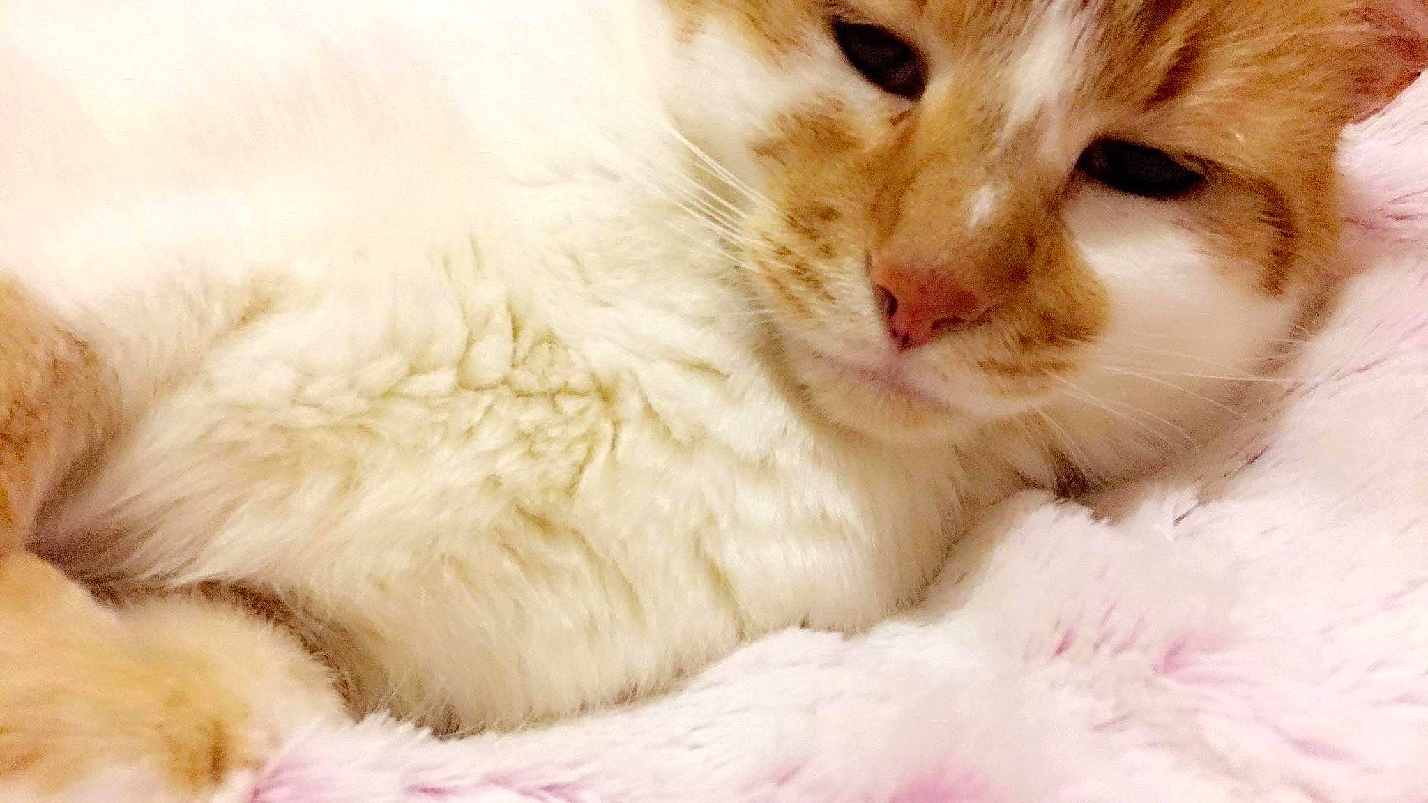 Ichigo a rejoint le concours — aidez-le/la à gagner de superbes lots ! british_semi_longhair, carnivore, cat, close_up, domestic_long_haired_cat, eye, felidae, fur, kitten, mammal, nose, paw, ragamuffin, ragdoll, skin, small_to_medium_sized_cats, snout, turkish_angora, turkish_van, whiskers