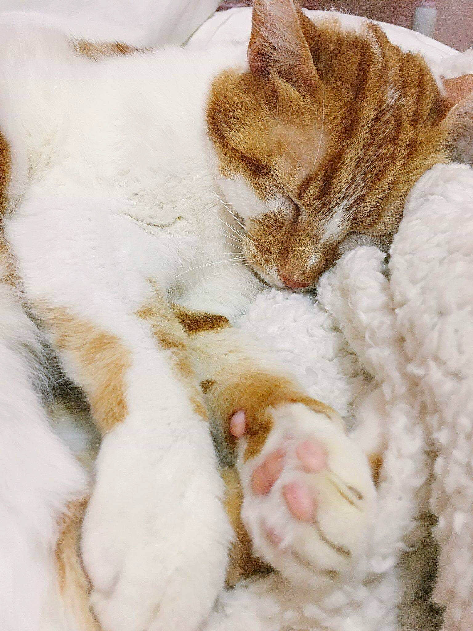 Ichigo a rejoint le concours — aidez-le/la à gagner de superbes lots ! aegean_cat, american_wirehair, carnivore, cat, claw, ear, european_shorthair, fawn, felidae, fur, german_rex, kitten, nap, paw, polydactyl_cat, sleep, small_to_medium_sized_cats, snout, tabby_cat, whiskers