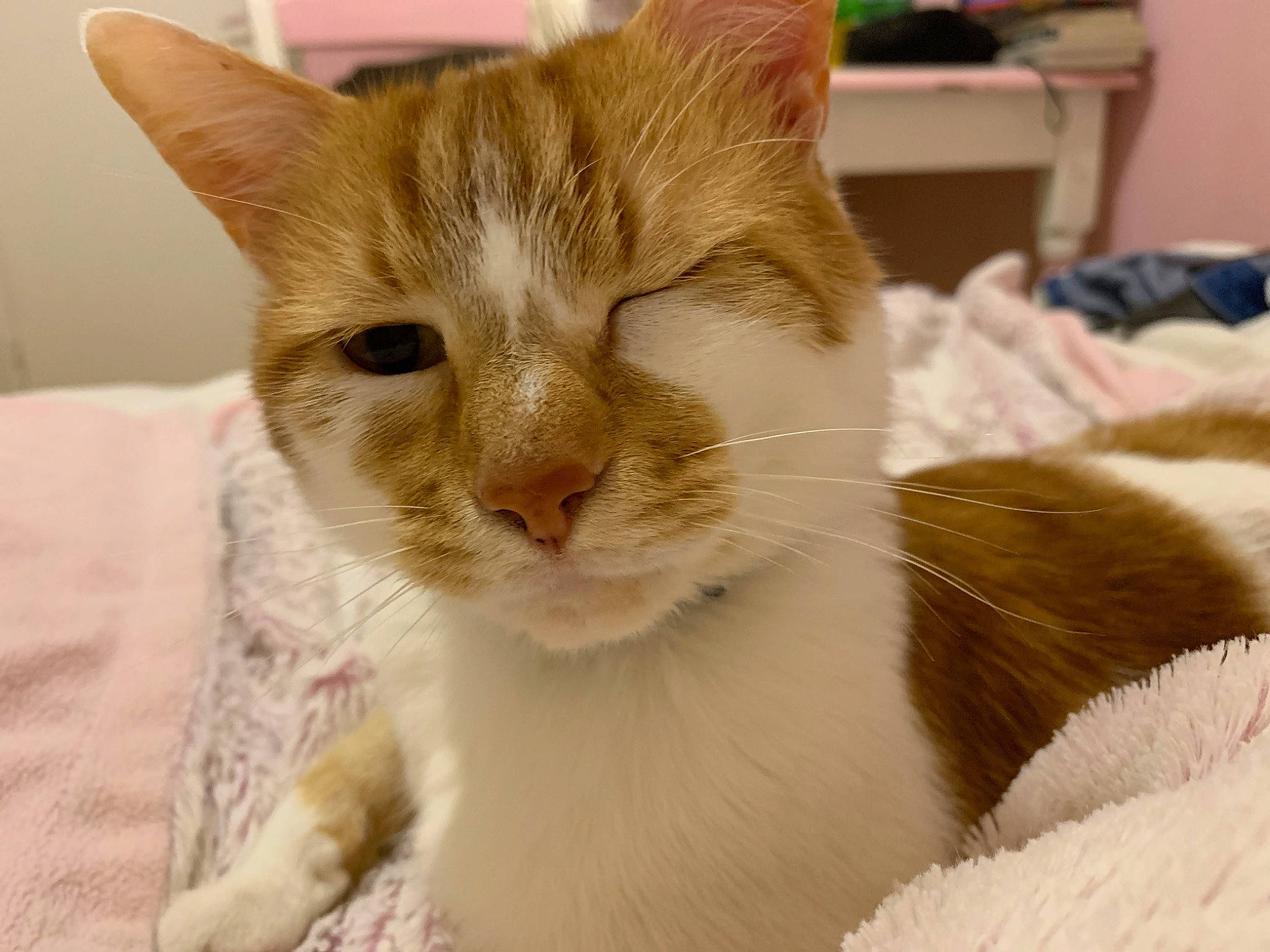 Ichigo participe au concours pour gagner de l'argent avec cette photo : aegean_cat, american_wirehair, asian, carnivore, cat, close_up, domestic_short_haired_cat, ear, european_shorthair, eye, felidae, fur, kitten, mammal, nose, polydactyl_cat, small_to_medium_sized_cats, snout, tabby_cat, whiskers