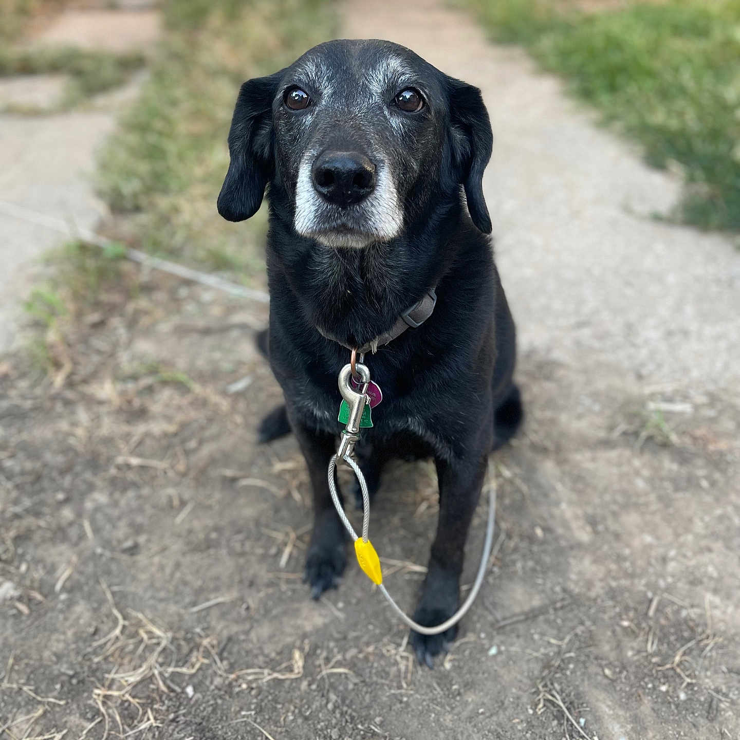 Koko joined the competition — help win amazing prizes! accessories, animal, architecture, building, canine, collar, dog, grass, hound, jewelry, labradorretriever, leash, necklace, outdoors, path, pet, plant, puppy, shelter, strap