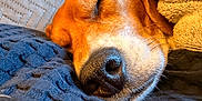 Sunny a rejoint le concours — aidez-le/la à gagner de superbes lots ! dog, sleeping, close_up, nose, blanket, cozy, fur, resting, indoors, texture, blue, brown, pet, snuggle, peaceful, relaxation, animal, soft, warm, comfort