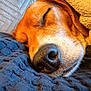 dog, sleeping, close_up, nose, blanket, cozy, fur, resting, indoors, texture, blue, brown, pet, snuggle, peaceful, relaxation, animal, soft, warm, comfort