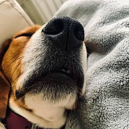 Sunny a rejoint le concours — aidez-le/la à gagner de superbes lots ! dog, close_up, nose, sleeping, pet, fur, whiskers, blanket, cozy, resting, collar, indoor, muzzle, texture, soft, animal, cute, domestic_animal, relaxation, portrait