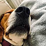 dog, close_up, nose, sleeping, pet, fur, whiskers, blanket, cozy, resting, collar, indoor, muzzle, texture, soft, animal, cute, domestic_animal, relaxation, portrait