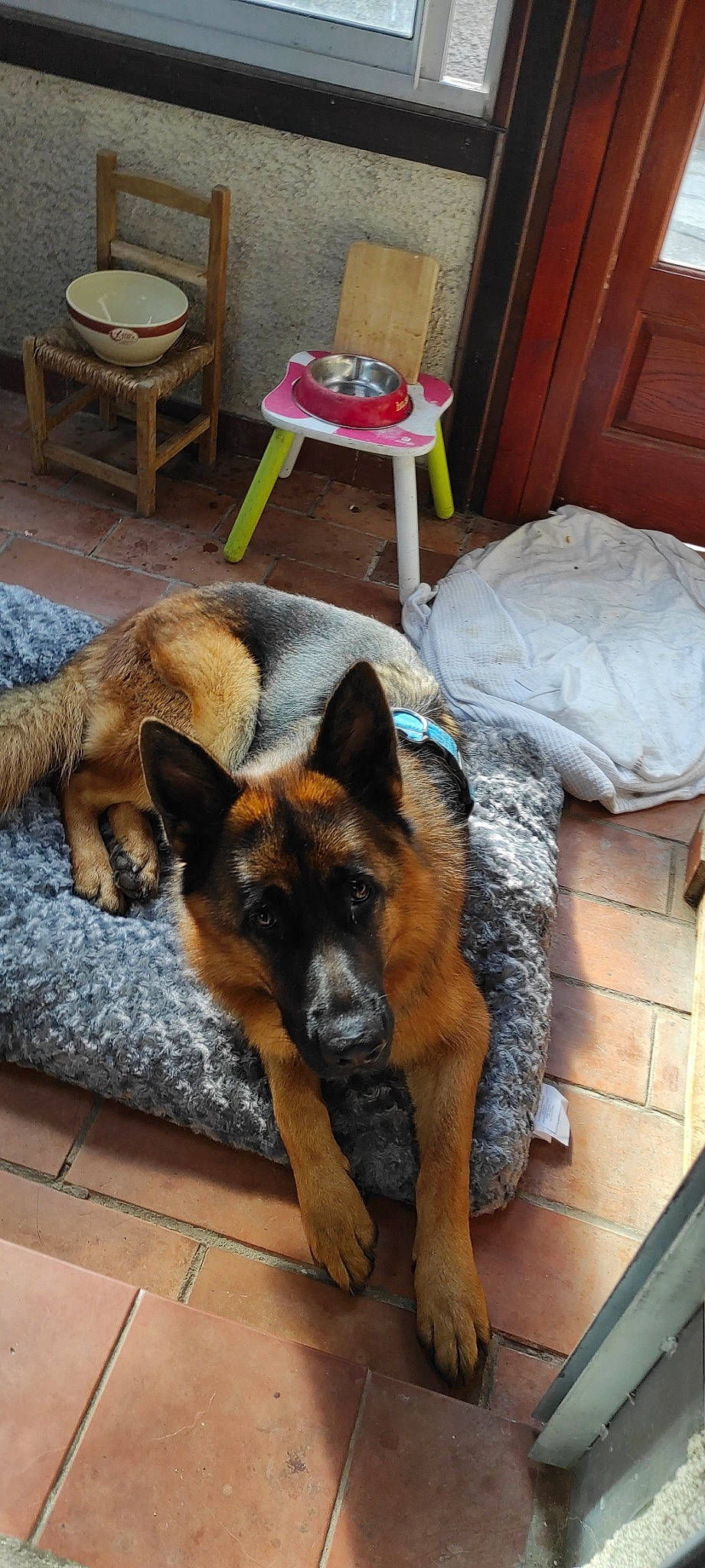 Tonnerre a rejoint le concours — aidez-le/la à gagner de superbes lots ! canidae, carnivore, companion_dog, dog, dog_breed, dog_supply, east_european_shepherd, fawn, flooring, fur, german_shepherd_dog, herding_dog, king_shepherd, old_german_shepherd_dog, plant, snout, sporting_group, terrestrial_animal, window, working_dog