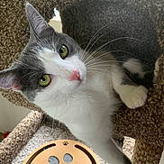 Gracie is registered to the contest to win money with this photo: cat, gray_and_white, green_eyes, curious, cat_tree, carpeted, indoor, pet, whiskers, playful, cardboard_toy, paw_print, feline, cute, animal, close_up, relaxed, paw, nose, ears