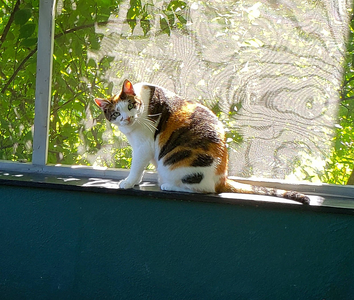 Berry joined the competition — help win amazing prizes! aegean_cat, american_wirehair, carnivore, cat, domestic_short_haired_cat, european_shorthair, fawn, felidae, grass, plant, polydactyl_cat, small_to_medium_sized_cats, tail, tree, whiskers, window