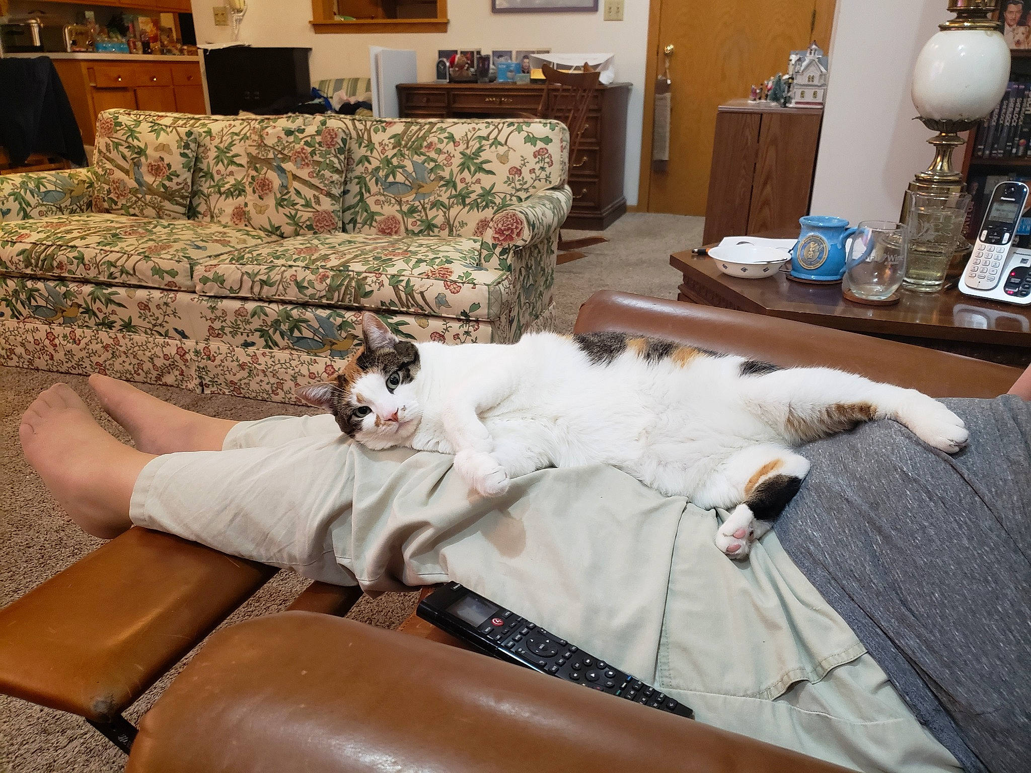 Berry joined the competition — help win amazing prizes! canidae, carnivore, cat, comfort, companion_dog, couch, felidae, floor, flooring, furniture, home, lap, leg, living_room, loveseat, nap, room, slipcover, small_to_medium_sized_cats, table