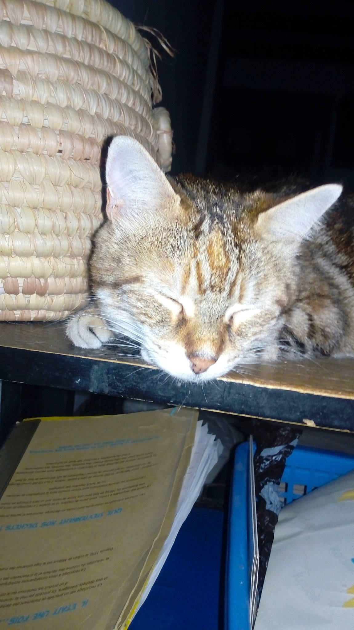 Boubou a rejoint le concours — aidez-le/la à gagner de superbes lots ! aegean_cat, asian, california_spangled, carnivore, cat, chausie, domestic_short_haired_cat, dragon_li, egyptian_mau, european_shorthair, fawn, felidae, kitten, mammal, ocicat, pixie_bob, small_to_medium_sized_cats, tabby_cat, whiskers, wild_cat