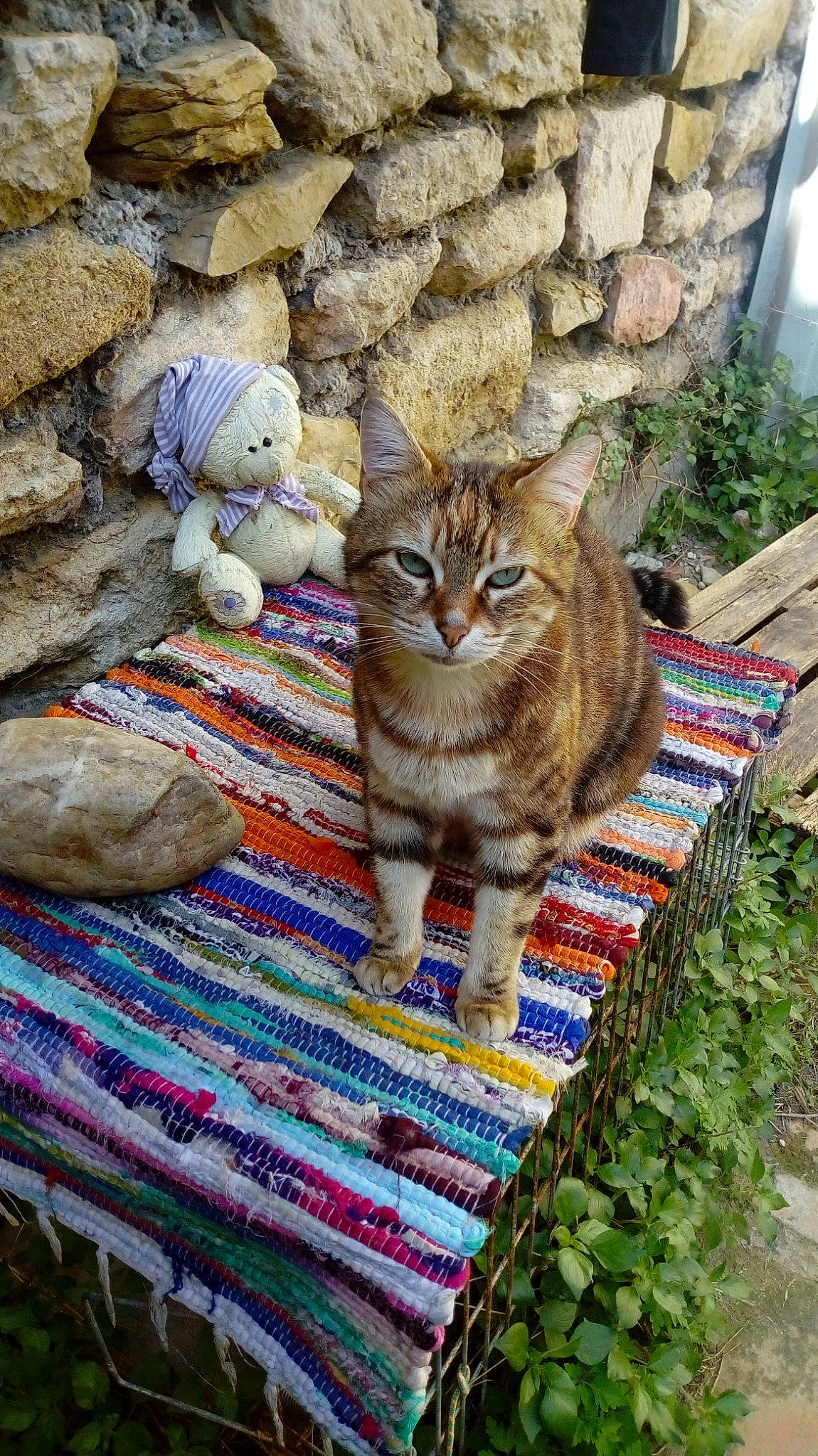 Boubou a rejoint le concours — aidez-le/la à gagner de superbes lots ! aegean_cat, american_shorthair, asian, bengal, carnivore, cat, domestic_short_haired_cat, dragon_li, european_shorthair, felidae, grass, kitten, ocicat, pixie_bob, small_to_medium_sized_cats, tabby_cat, toyger, tree, whiskers, wild_cat