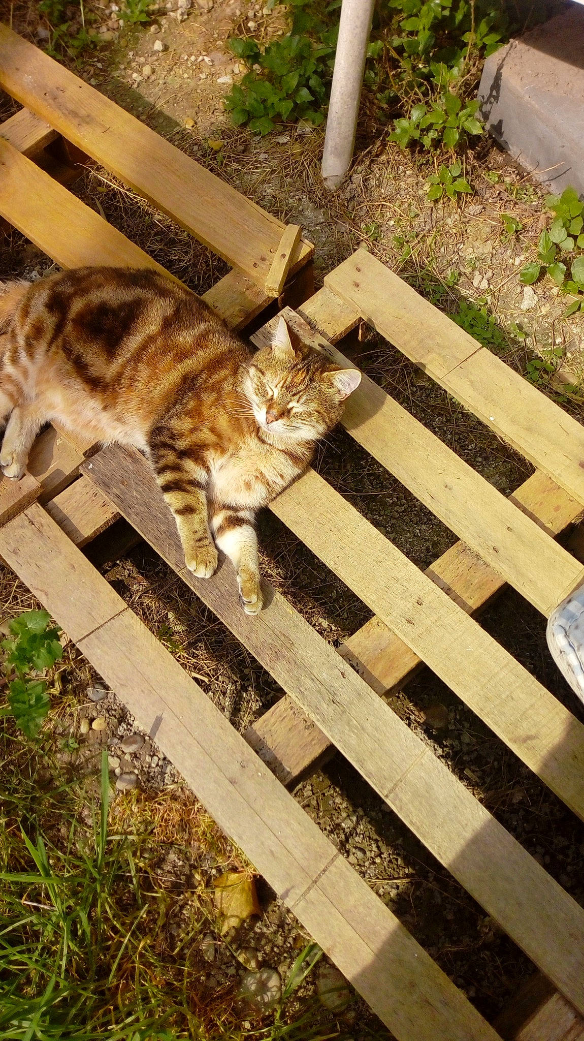 Boubou participe au concours pour gagner de l'argent avec cette photo : bengal, carnivore, cat, domestic_short_haired_cat, european_shorthair, fawn, felidae, kitten, ocicat, small_to_medium_sized_cats, tabby_cat, whiskers, wood