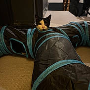 Shadow joined the competition — help win amazing prizes! cat, black_and_white_cat, pet_toy, tunnel, carpet, indoor, curious, animal, pet, home, hallway, feline, playful, looking, black, white, blue, fabric, floor, cozy