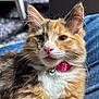 Maisie is registered to the contest to win money with this photo: animal, bell, calico, cat, closeup, collar, cute, domestic, eyes, feline, fluffy, fur, indoor, lap, pet, pink_nose, portrait, relaxed, resting, whiskers