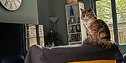 Maisie is registered to the contest to win money with this photo: bookshelf, cat, chair, clock, collar, cushion, daylight, decor, fluffy, furniture, gray_cloth, indoor, lamp, living_room, pet, plant, rocket_model, television, window, yellow_chair