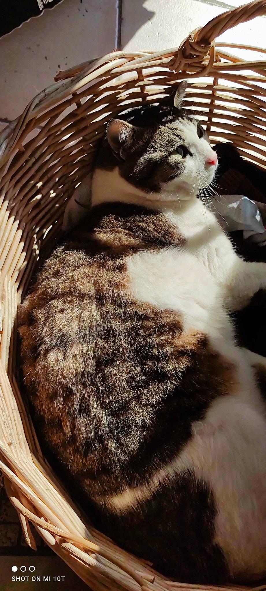 Naruto a rejoint le concours — aidez-le/la à gagner de superbes lots ! carnivore, cat, comfort, domestic_short_haired_cat, felidae, fur, mammal, paw, pet_supply, small_to_medium_sized_cats, snout, tail, terrestrial_animal, whiskers