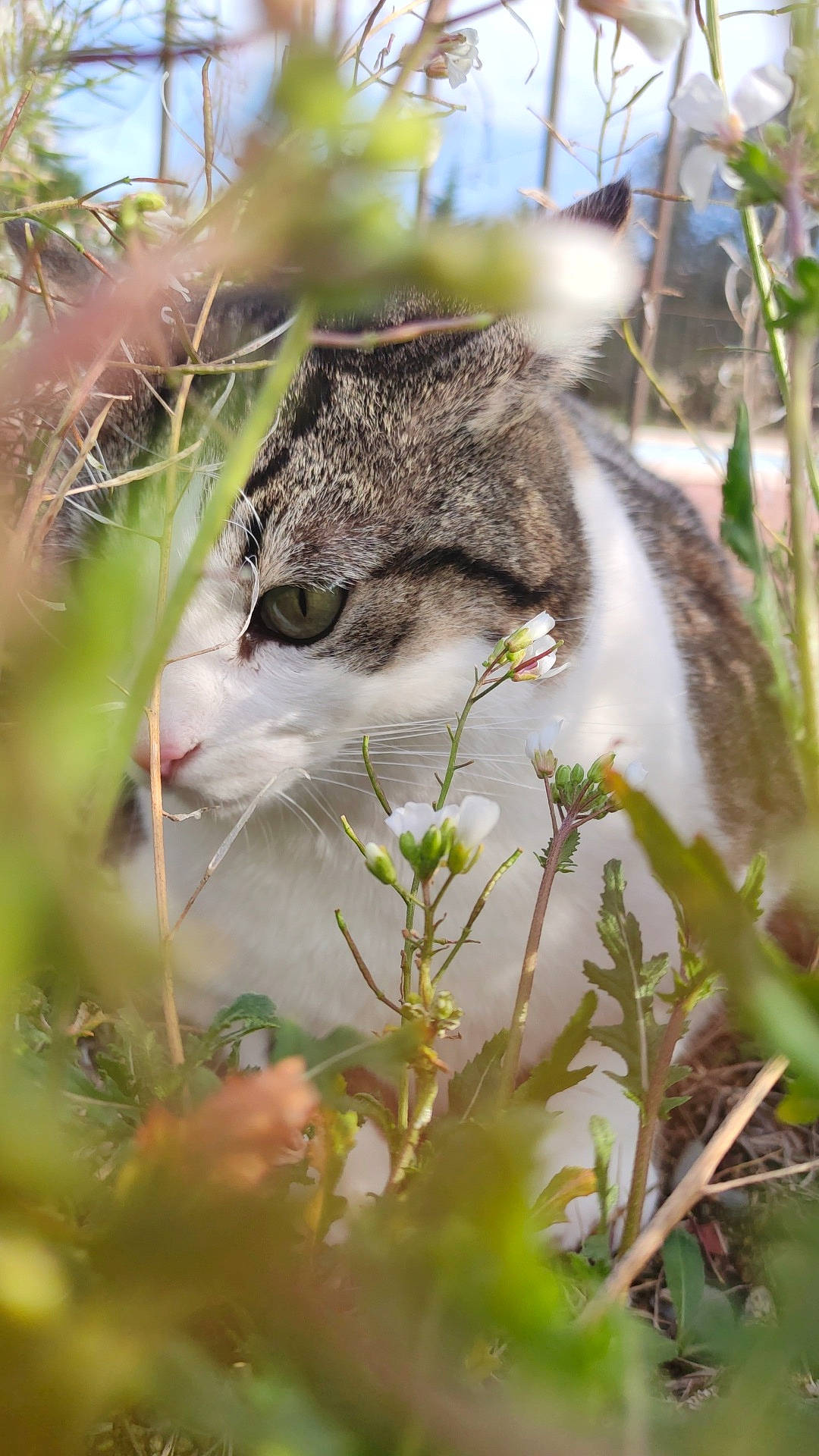 Naruto a rejoint le concours — aidez-le/la à gagner de superbes lots ! carnivore, cat, fawn, felidae, flowering_plant, fur, grass, groundcover, plant, small_to_medium_sized_cats, snout, tail, terrestrial_animal, tree, twig, whiskers, wildlife, wood