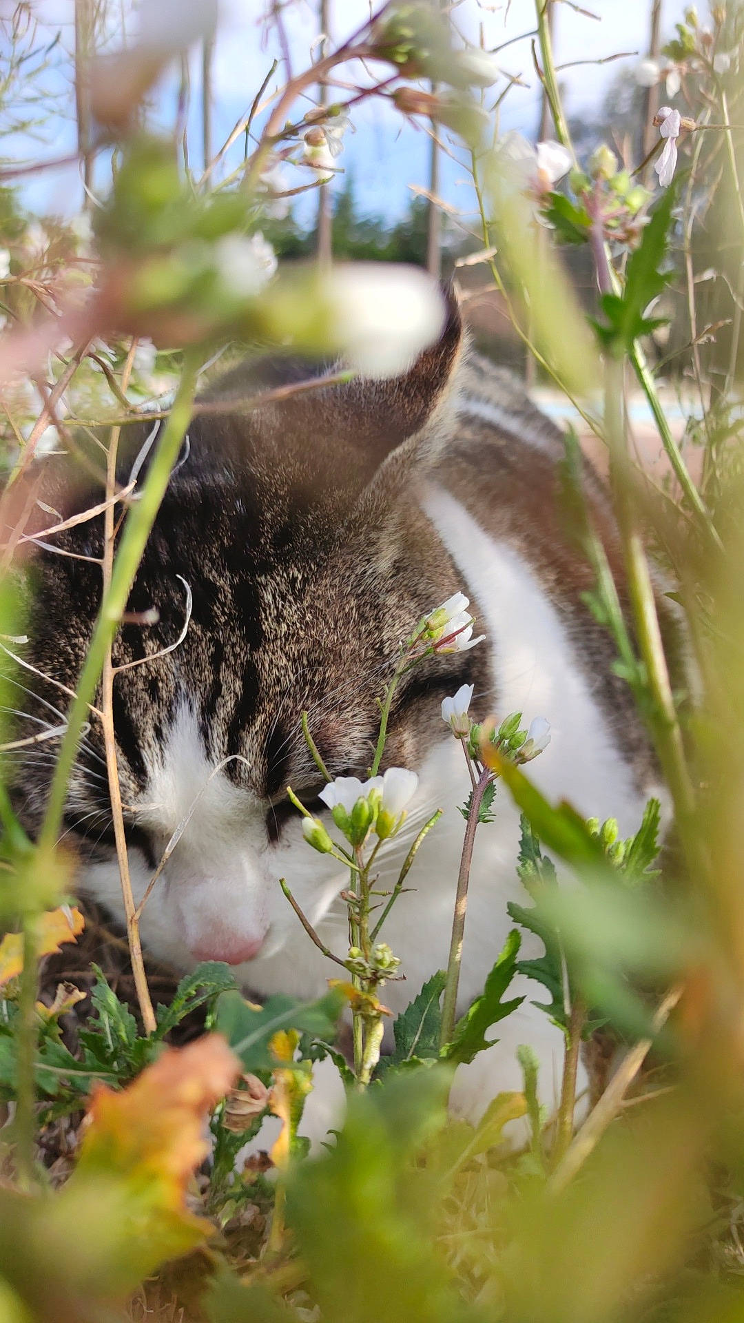 Naruto participe au concours pour gagner de l'argent avec cette photo : carnivore, cat, fawn, felidae, flowering_plant, fur, grass, groundcover, herbaceous_plant, plant, plant_stem, small_to_medium_sized_cats, snout, sunlight, tail, terrestrial_animal, terrestrial_plant, twig, whiskers, wildlife