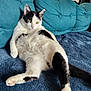 Kaede a rejoint le concours — aidez-le/la à gagner de superbes lots ! cat, black_and_white, feline, pet, lounging, relaxed, indoor, couch, blanket, cushion, fur, whiskers, yellow_eyes, tail, paw, home, domestic, comfort, resting, animal