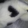 Kaede participe au concours pour gagner de l'argent avec cette photo : cat, white_fur, black_patch, heart_shape, close_up, paw, floor, gray_floor, animal, pet, fur, lying_down, domestic_cat, whiskers, sleeping, relaxed, cute, mammal, indoor, resting