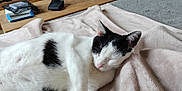 Kaede a rejoint le concours — aidez-le/la à gagner de superbes lots ! cat, sleeping, black_and_white, blanket, indoor, furniture, wooden_table, cozy, pet, resting, home, relaxing, fur, animal, cute, comfort, nap, whiskers, ears, soft