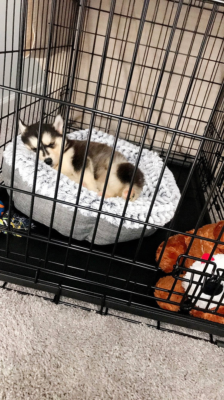 Reign joined the competition — help win amazing prizes! animal_shelter, cage, canidae, carnivore, cat, dog_crate, felidae, kennel, kitten, pet_supply, pomeranian, puppy, small_to_medium_sized_cats