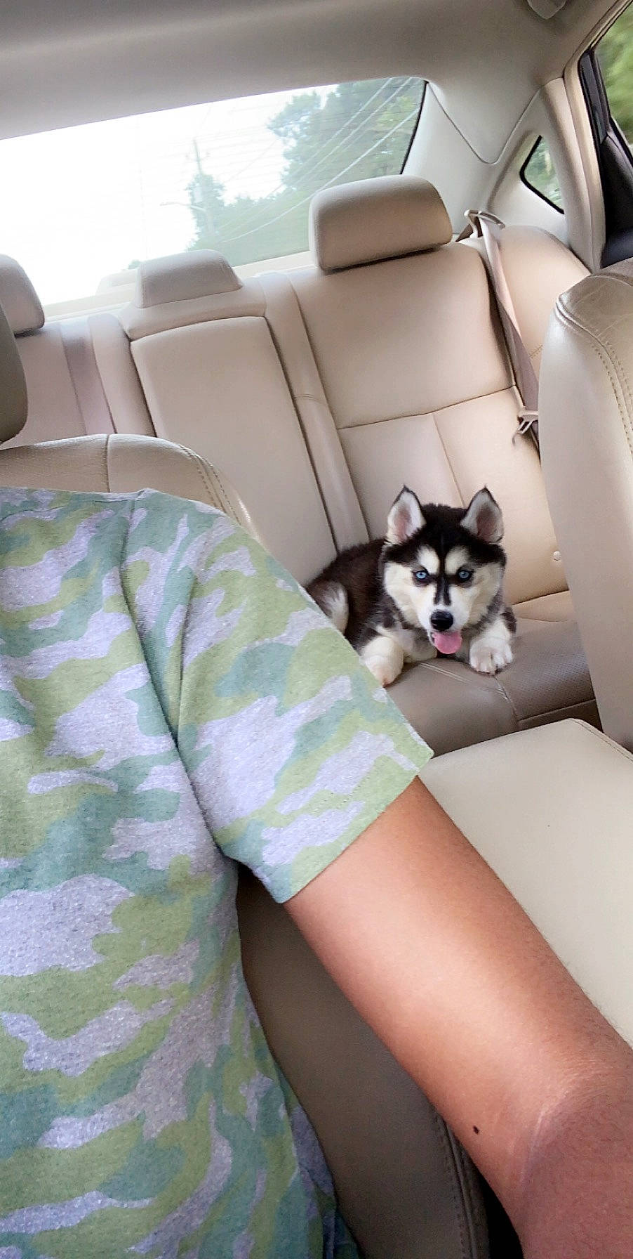 Reign joined the competition — help win amazing prizes! alaskan_klee_kai, alaskan_malamute, canidae, car_seat, carnivore, comfort, companion_dog, dog, dog_breed, fawn, leg, non_sporting_group, siberian_husky, sporting_group