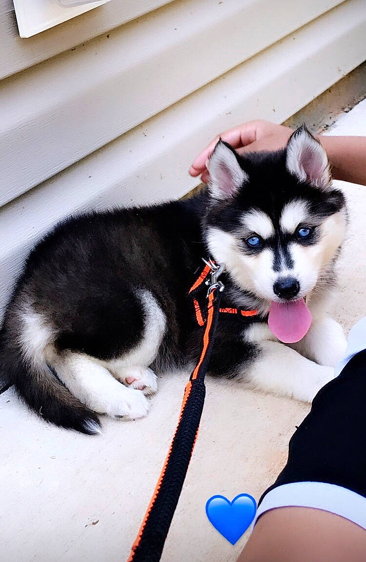 Reign is registered to the contest to win money with this photo: alaskan_klee_kai, alaskan_malamute, canadian_eskimo_dog, canidae, canis, carnivore, dog, dog_breed, mammal, miniature_siberian_husky, native_american_indian_dog, rare_breed_dog, sakhalin_husky, siberian_husky, sled_dog, snout, sporting_group, tail, vertebrate, wolfdog