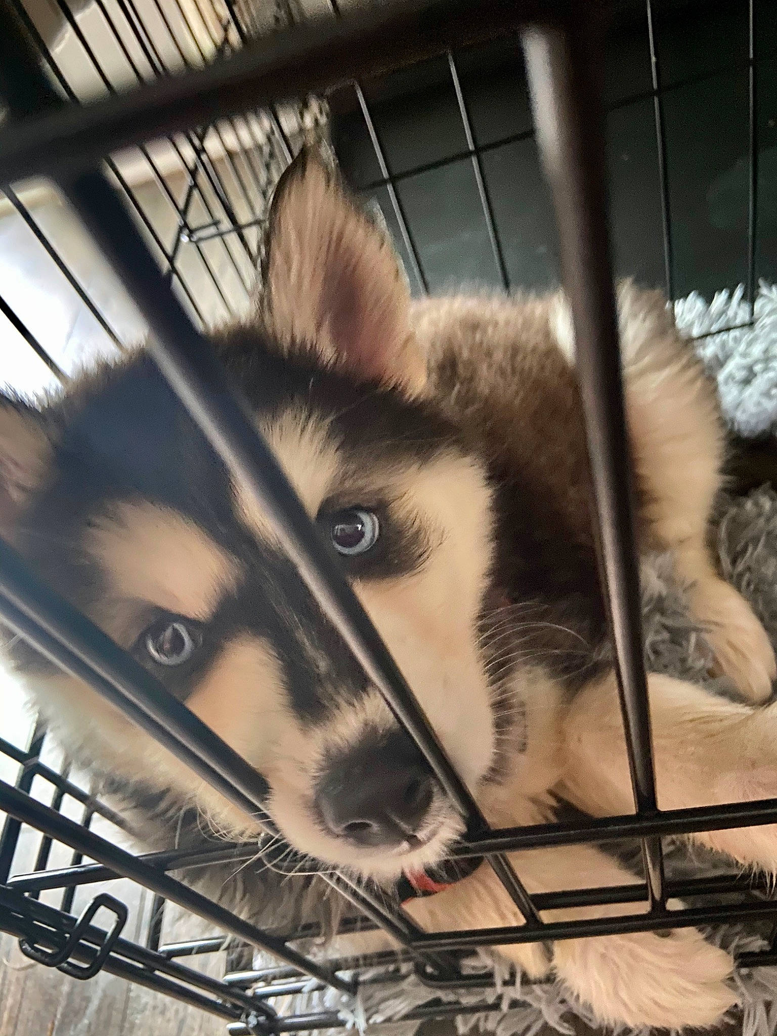 Reign joined the competition — help win amazing prizes! alaskan_klee_kai, alaskan_malamute, animal_shelter, canidae, canis, carnivore, dog, dog_breed, greenland_dog, mammal, miniature_siberian_husky, native_american_indian_dog, sakhalin_husky, seppala_siberian_sleddog, siberian_husky, sled_dog, snout, tamaskan_dog, vertebrate, wolfdog