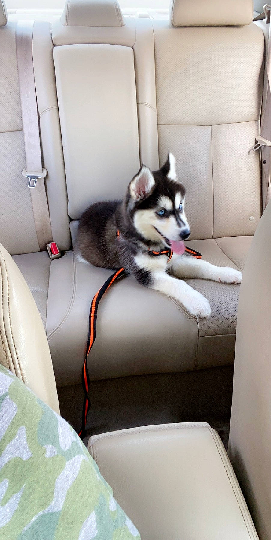 Reign is registered to the contest to win money with this photo: alaskan_klee_kai, alaskan_malamute, canadian_eskimo_dog, canidae, carnivore, dog, dog_breed, mammal, miniature_siberian_husky, native_american_indian_dog, northern_inuit_dog, rare_breed_dog, sakhalin_husky, seppala_siberian_sleddog, siberian_husky, sled_dog, sporting_group, tamaskan_dog, wolfdog, working_dog