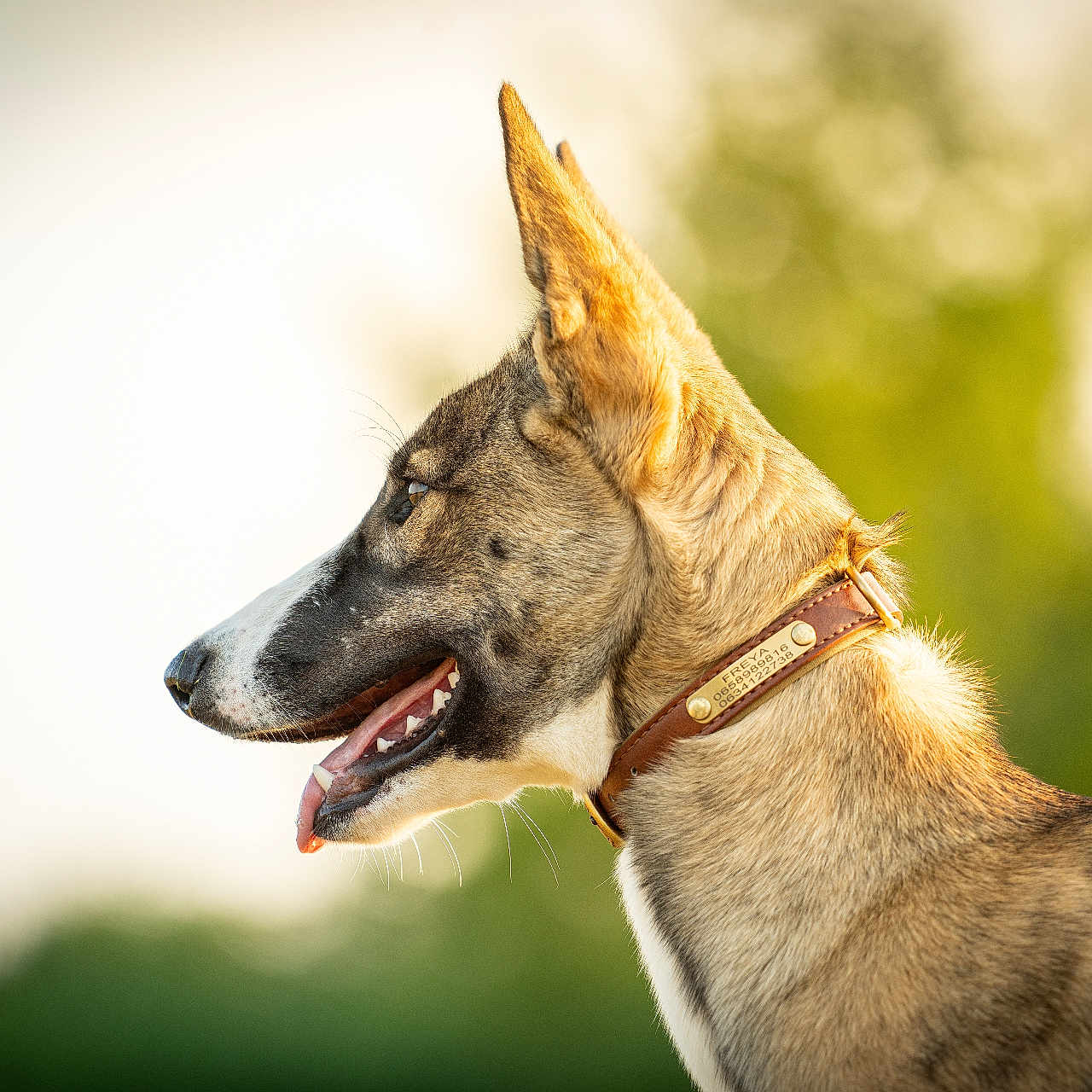 Freya participe au concours pour gagner de l'argent avec cette photo : animal, background_blur, canine, closeup, collar, daylight, dog, domestic_animal, ears, fur, greenery, happy, muzzle, nature, outdoor, pet, portrait, side_view, sunlight, tongue